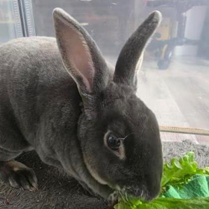 Fluffy, a Adoptable Mini Rex in The Woodlands, TX image 3/4