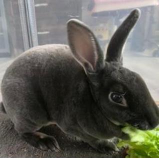 Fluffy, a Adoptable Mini Rex in The Woodlands, TX image 4/4