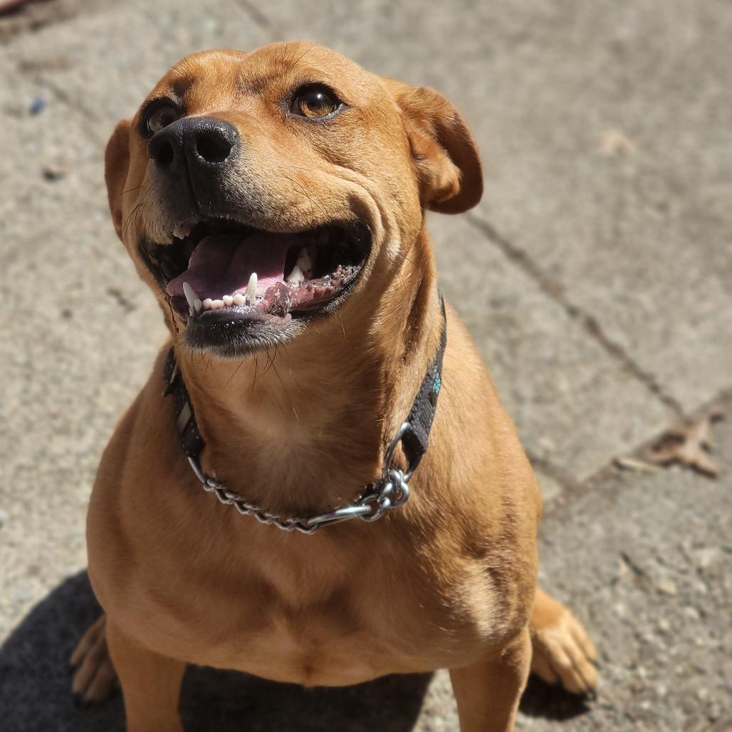 Chloe, Adoptable, Adult Female Mixed Breed.