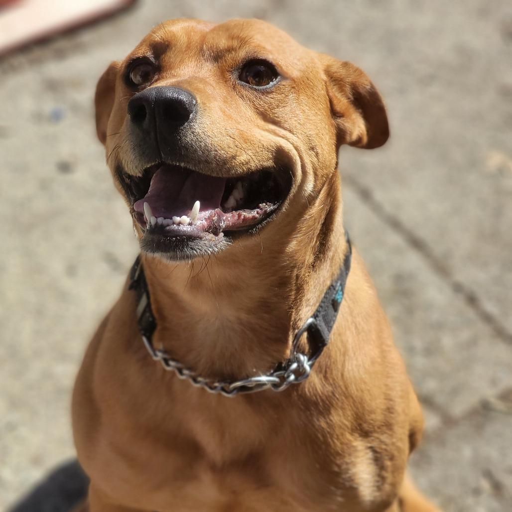 Enlarge Chloe, a Adoptable Mixed Breed in Walden, NY image 2/5