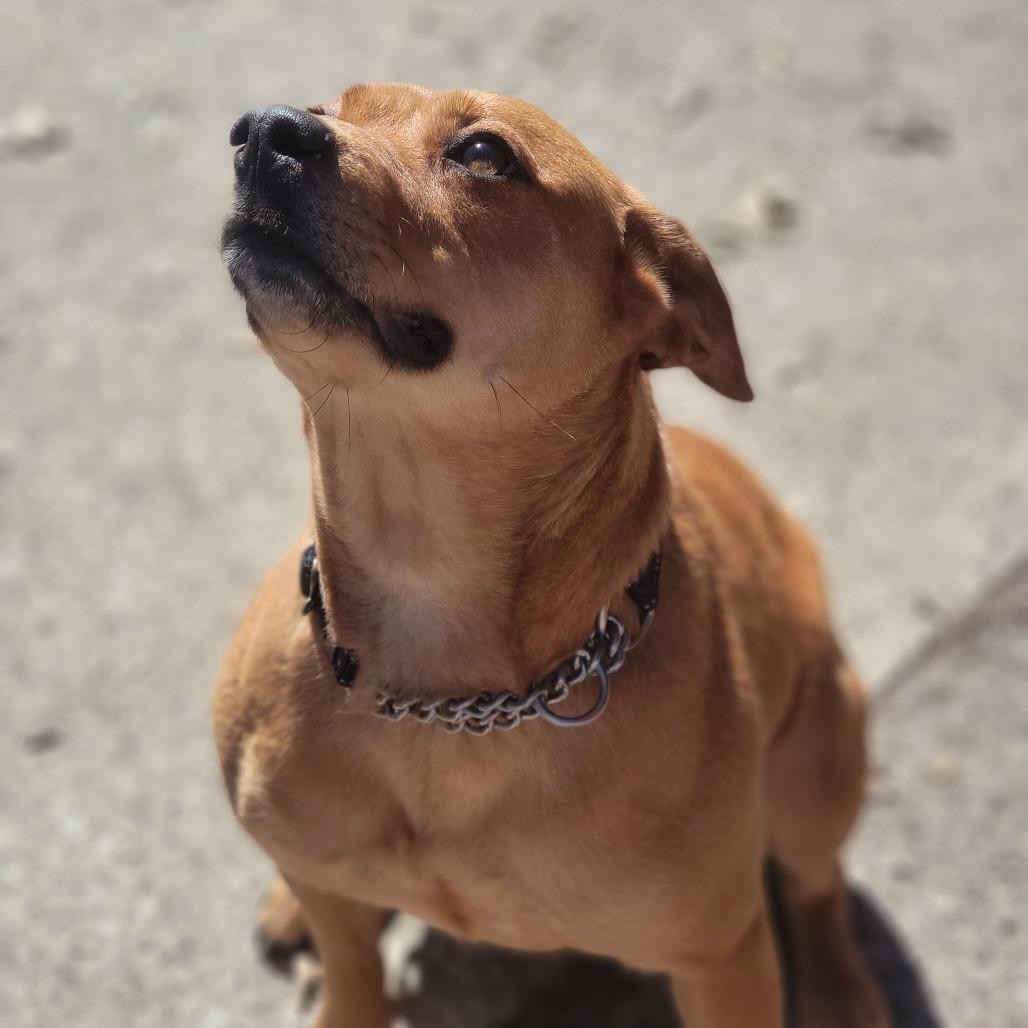 Enlarge Chloe, a Adoptable Mixed Breed in Walden, NY image 3/5