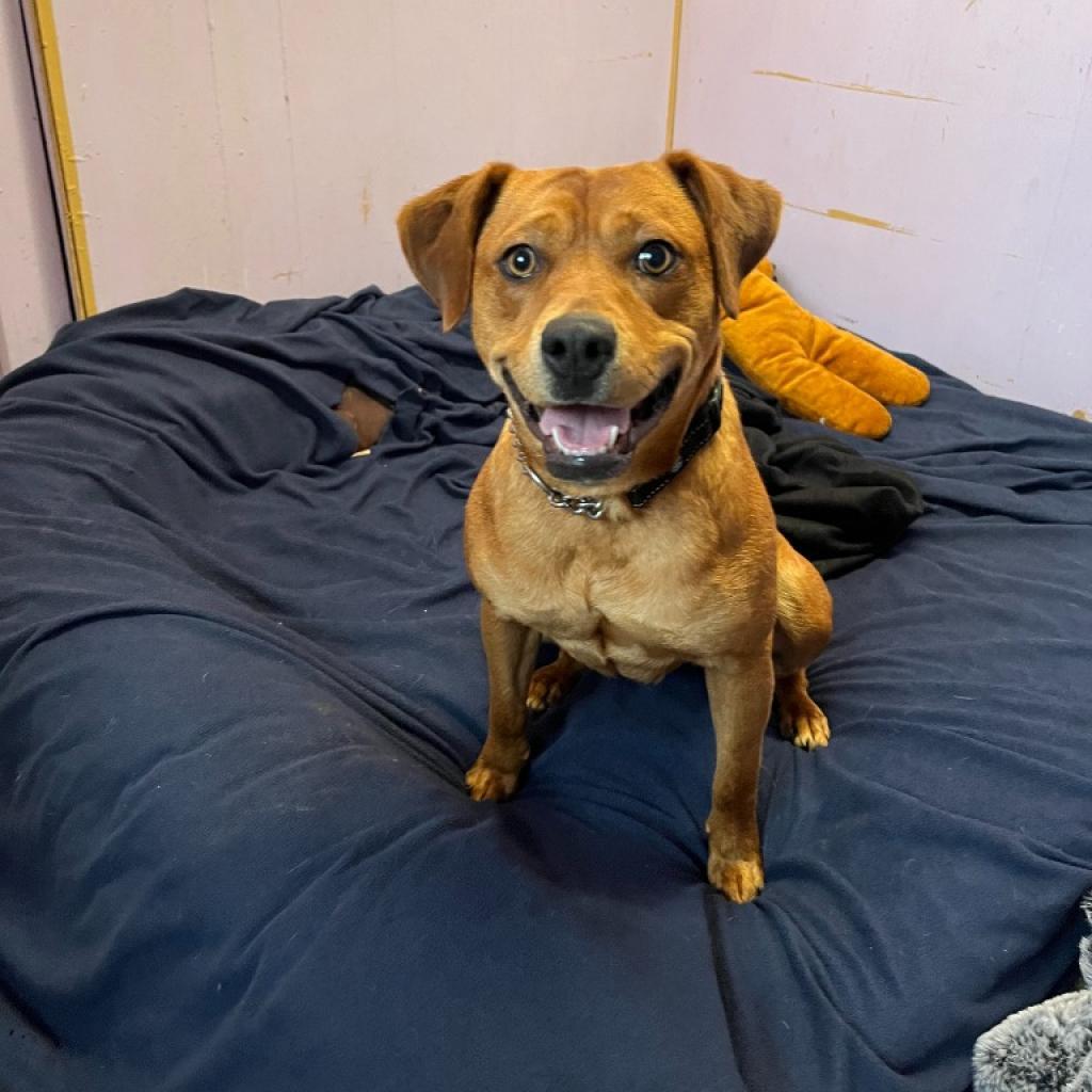 Chloe, Adoptable, Adult Female Mixed Breed.