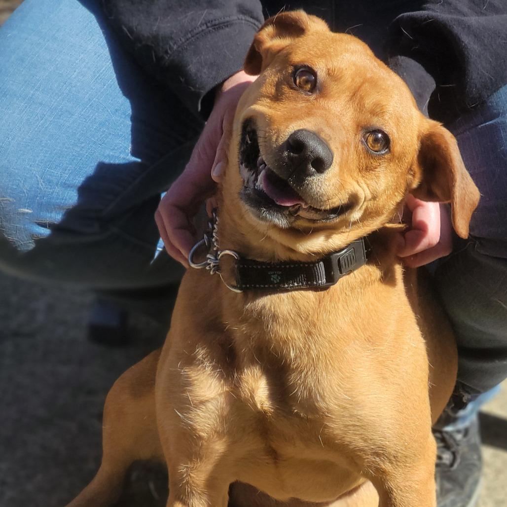 Enlarge Chloe, a Adoptable Mixed Breed in Walden, NY image 5/5
