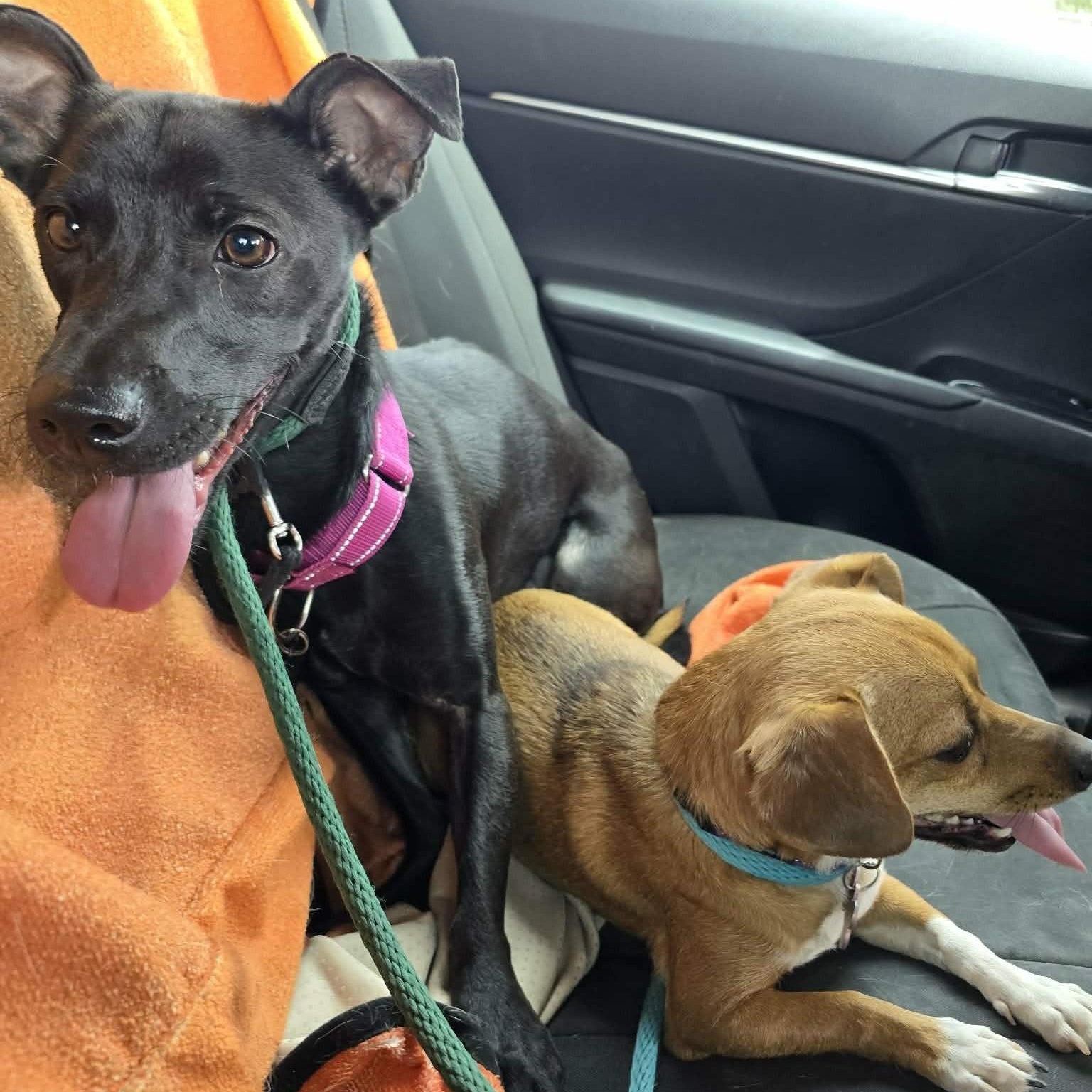 Enlarge Annika, a Adoptable mixed breed in Marana, AZ image 6/6