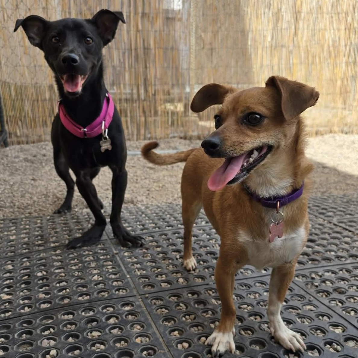 Enlarge Annika, a Adoptable mixed breed in Marana, AZ image 2/6