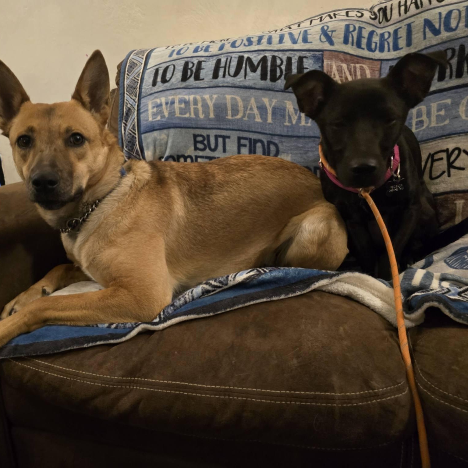 Enlarge Annika, a Adoptable mixed breed in Marana, AZ image 5/6