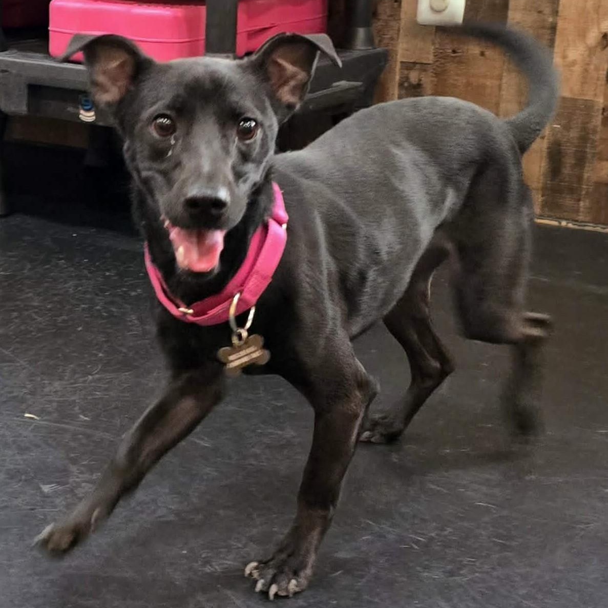 Enlarge Annika, a Adoptable mixed breed in Marana, AZ image 1/6