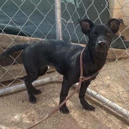 Annika, a Adoptable mixed breed in Marana, AZ image 1/2