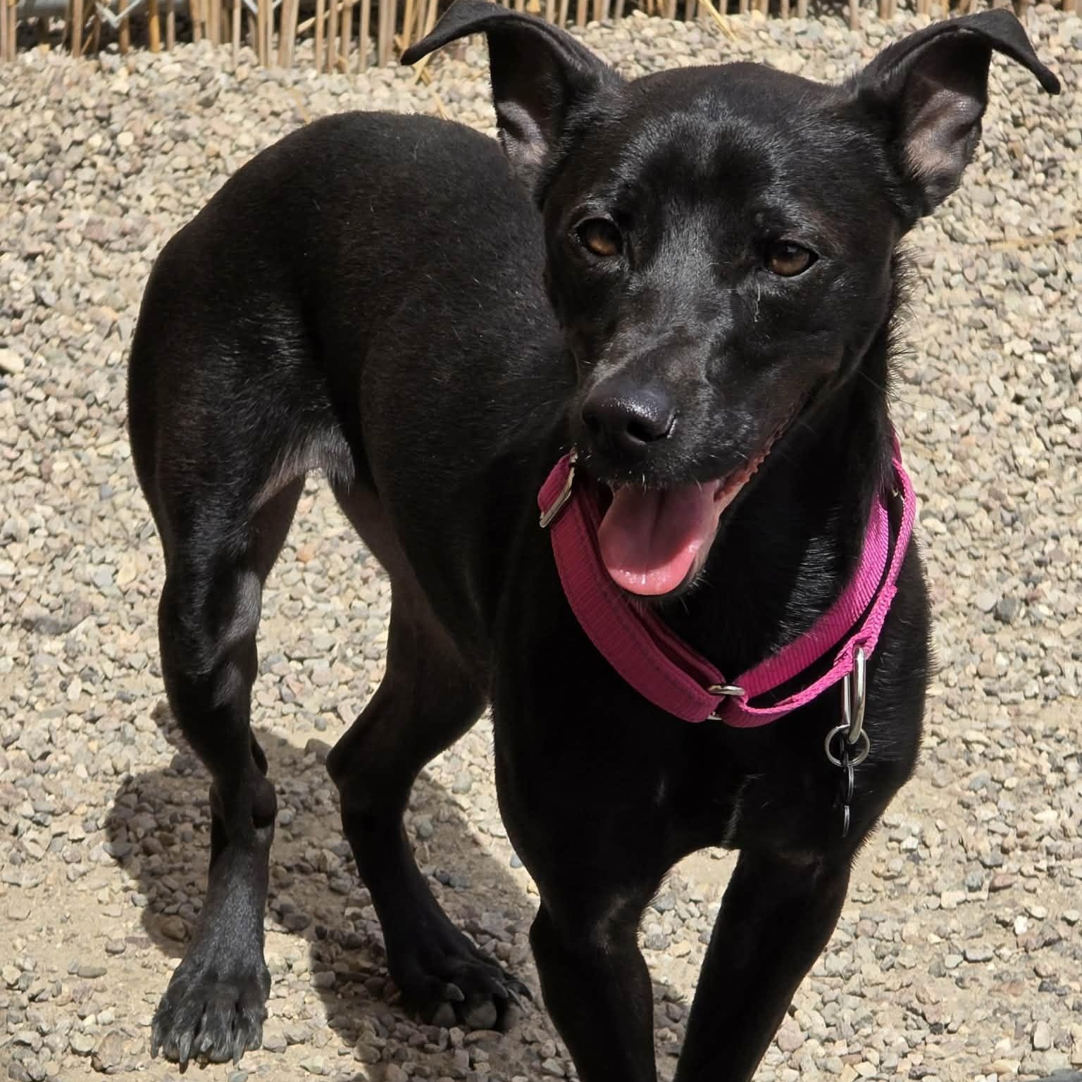 Enlarge Annika, a Adoptable mixed breed in Marana, AZ image 3/6