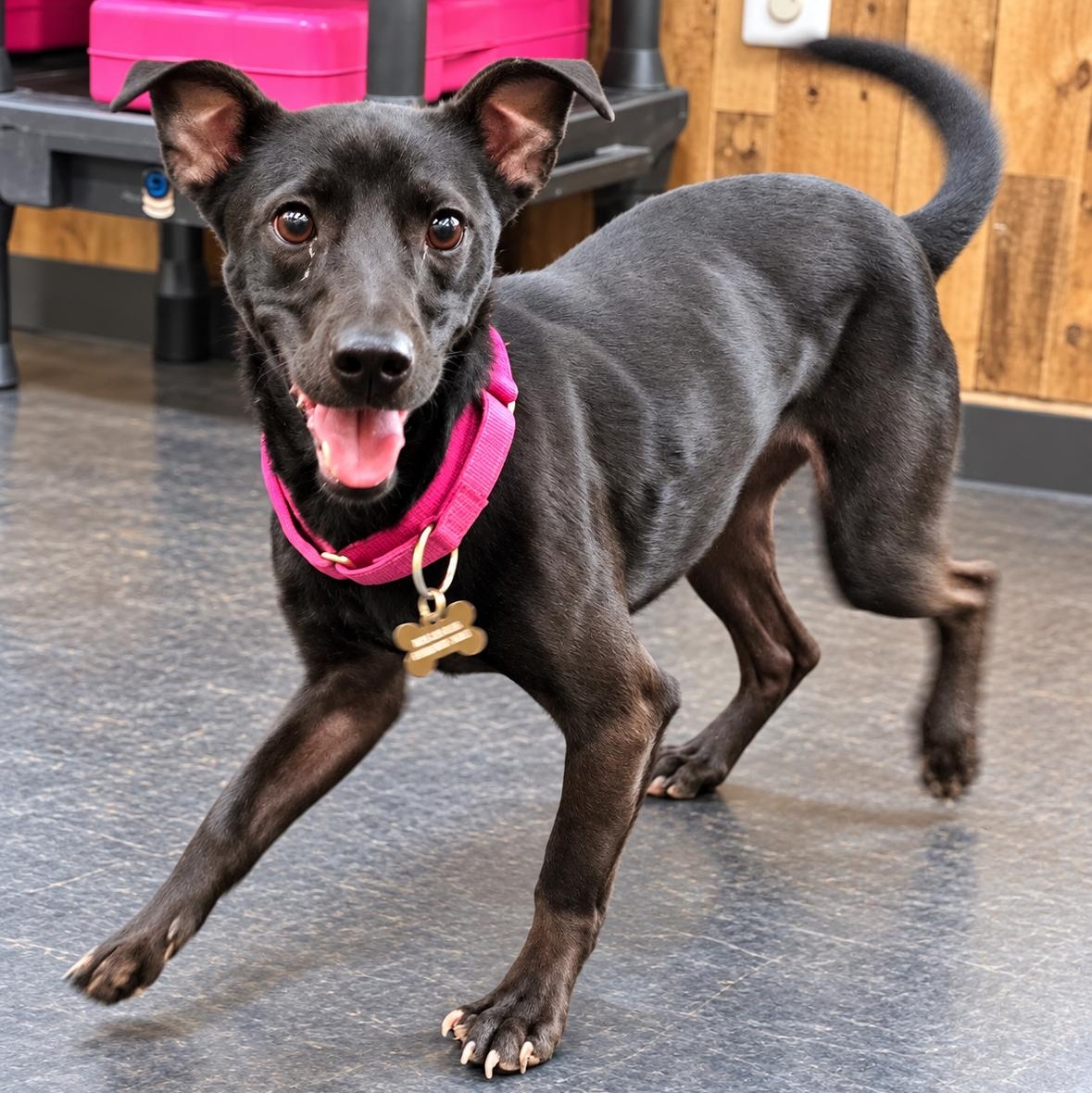 Enlarge Annika, a Adoptable mixed breed in Marana, AZ image 1/6