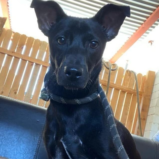 Annika, a Adoptable mixed breed in Marana, AZ image 2/2