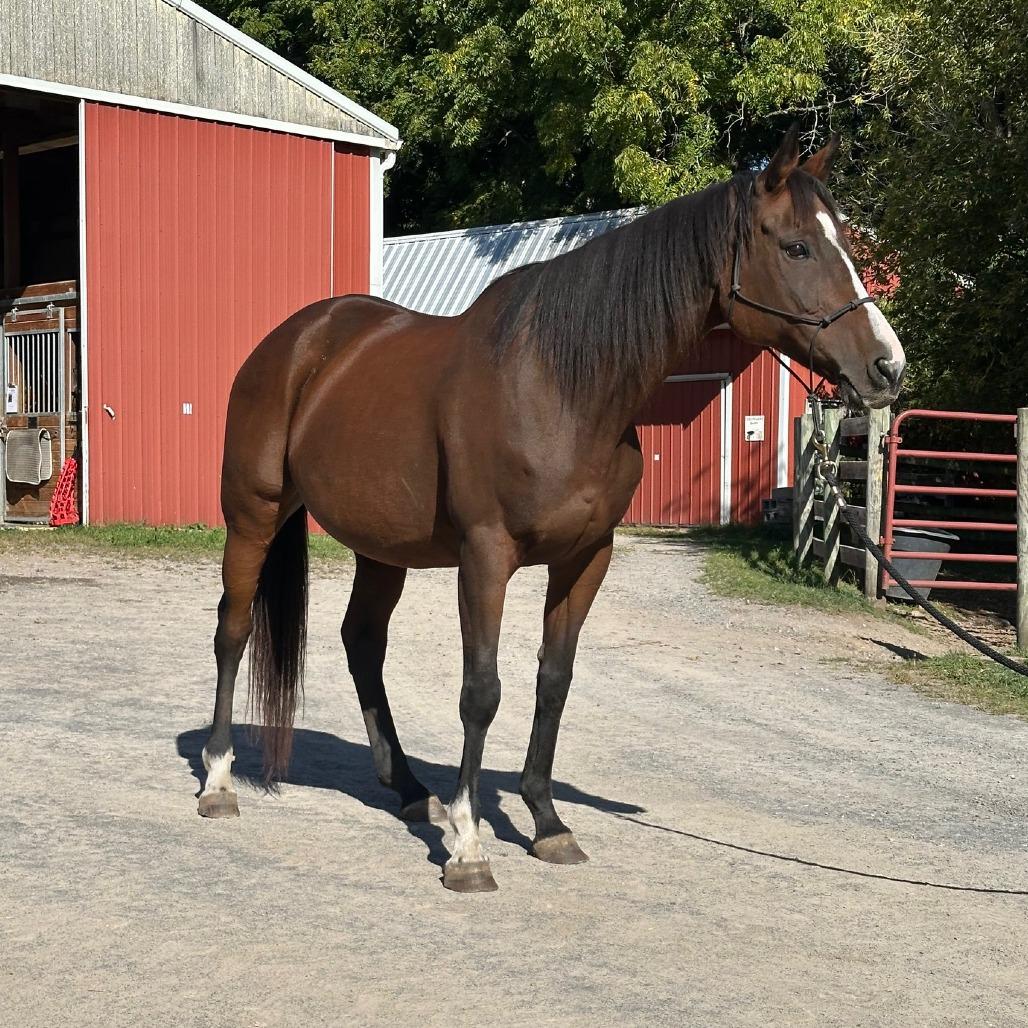 Enlarge Lindsay - Lohanesberg, a Adoptable Quarterhorse in Fairport, NY image 1/6