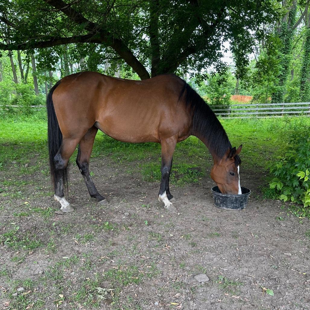 Enlarge Lindsay - Lohanesberg, a Adoptable Quarterhorse in Fairport, NY image 2/6