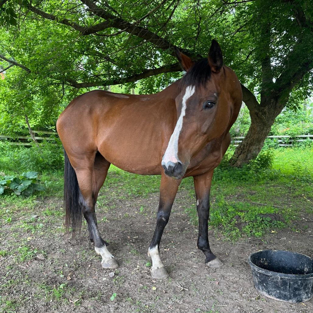 Enlarge Lindsay - Lohanesberg, a Adoptable Quarterhorse in Fairport, NY image 3/6