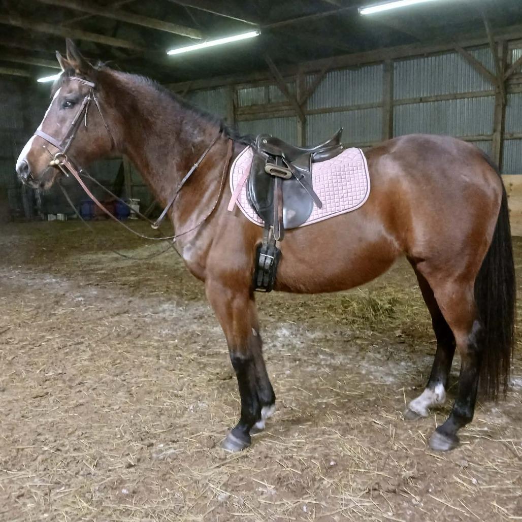 Enlarge Lindsay - Lohanesberg, a Adoptable Quarterhorse in Fairport, NY image 2/6