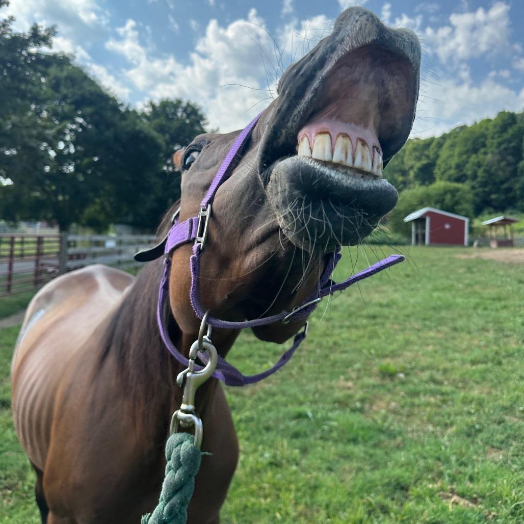 Enlarge Lindsay - Lohanesberg, a Adoptable Quarterhorse in Fairport, NY image 3/6