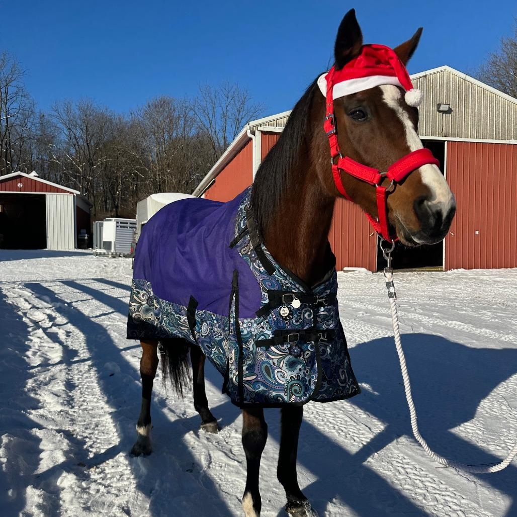 Enlarge Lindsay - Lohanesberg, a Adoptable Quarterhorse in Fairport, NY image 4/6
