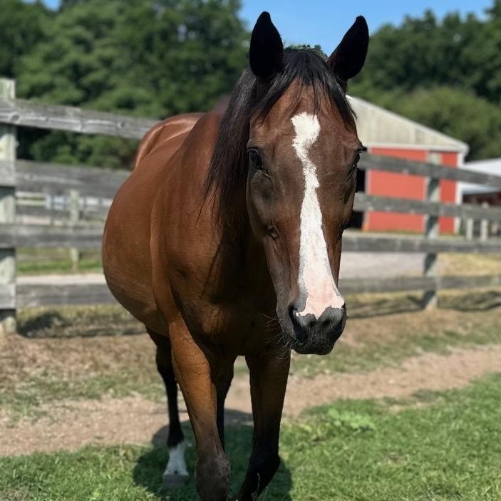 Enlarge Lindsay - Lohanesberg, a Adoptable Quarterhorse in Fairport, NY image 5/6