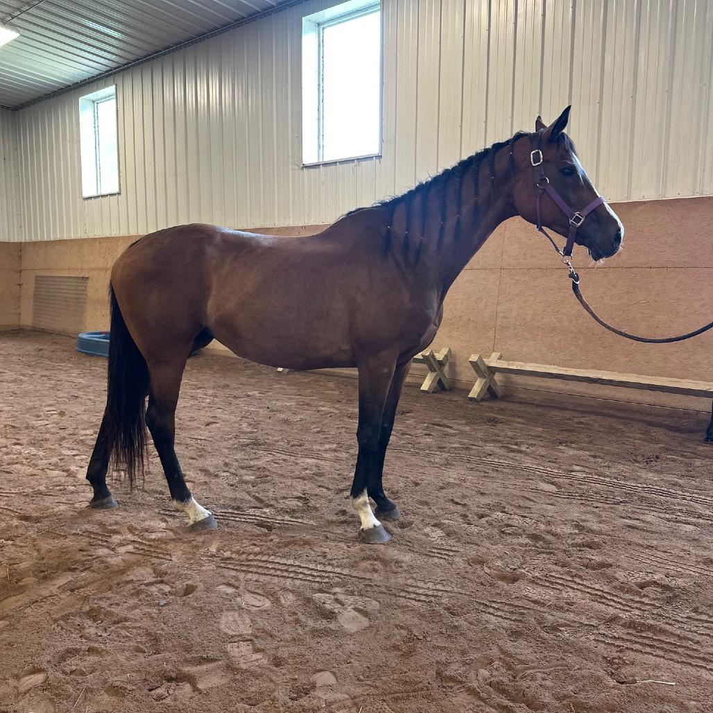 Enlarge Lindsay - Lohanesberg, a Adoptable Quarterhorse in Fairport, NY image 6/6