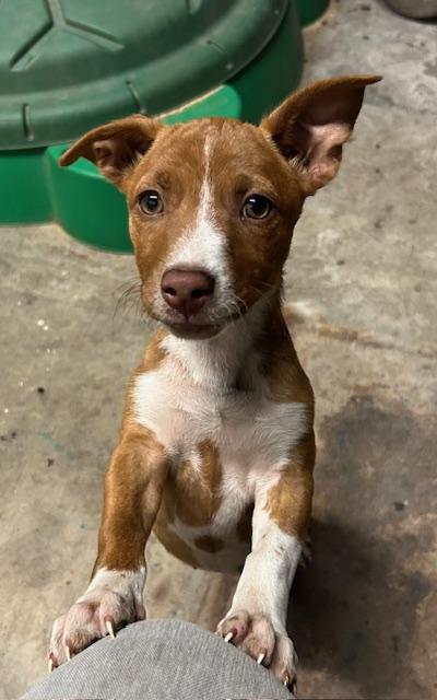 Lori Beth, Adopted, Young Female Cardigan Welsh Corgi & Chihuahua.