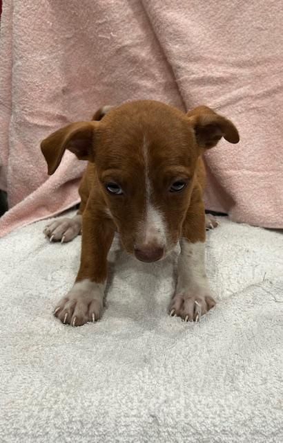 Enlarge Lori Beth, a Adopted mixed breed in Garland, TX image 2/3