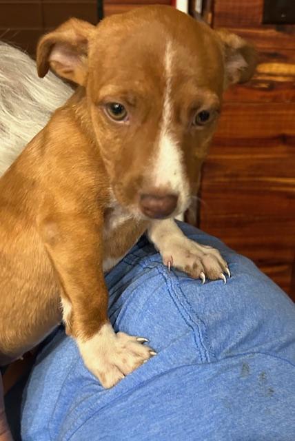 Enlarge Lori Beth, a Adopted mixed breed in Garland, TX image 3/3