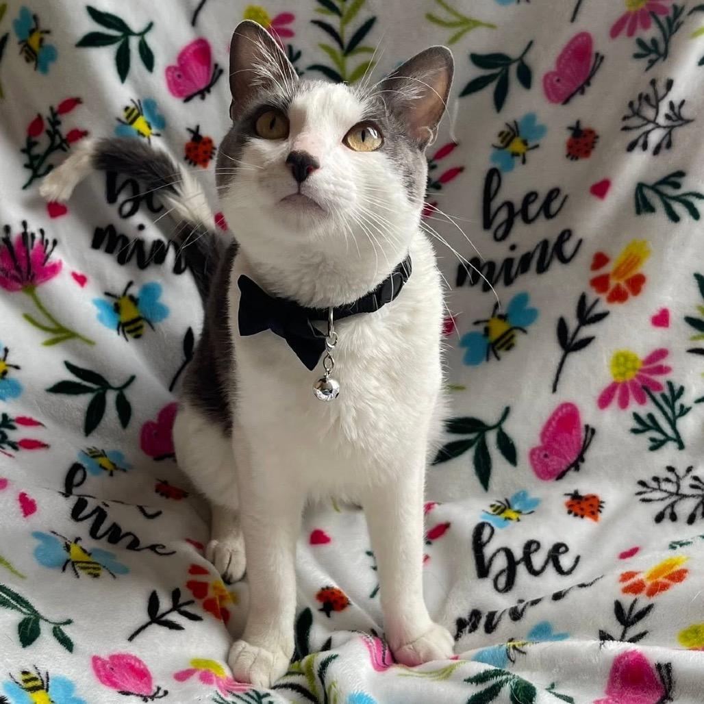 Hambone, Adoptable, Young Male Domestic Short Hair.