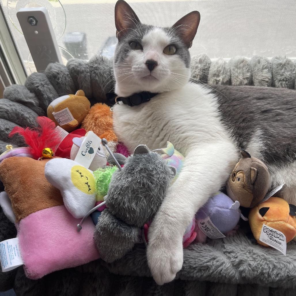 Hambone, a Adoptable Domestic Short Hair in Chaska, MN image 2/6
