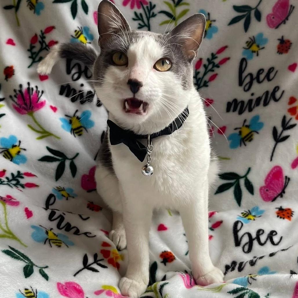 Hambone, a Adoptable Domestic Short Hair in Chaska, MN image 4/6