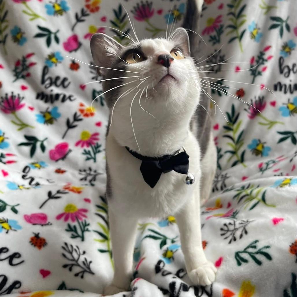 Hambone, a Adoptable Domestic Short Hair in Chaska, MN image 5/6