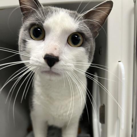 Hambone, a Adoptable Domestic Short Hair in Chaska, MN image 6/6