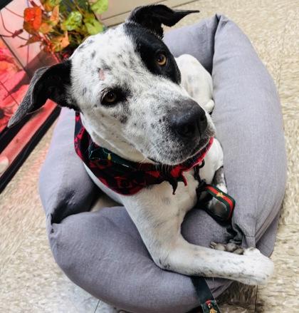 Bailey, Adoptable, Adult Female Australian Cattle Dog / Blue Heeler.