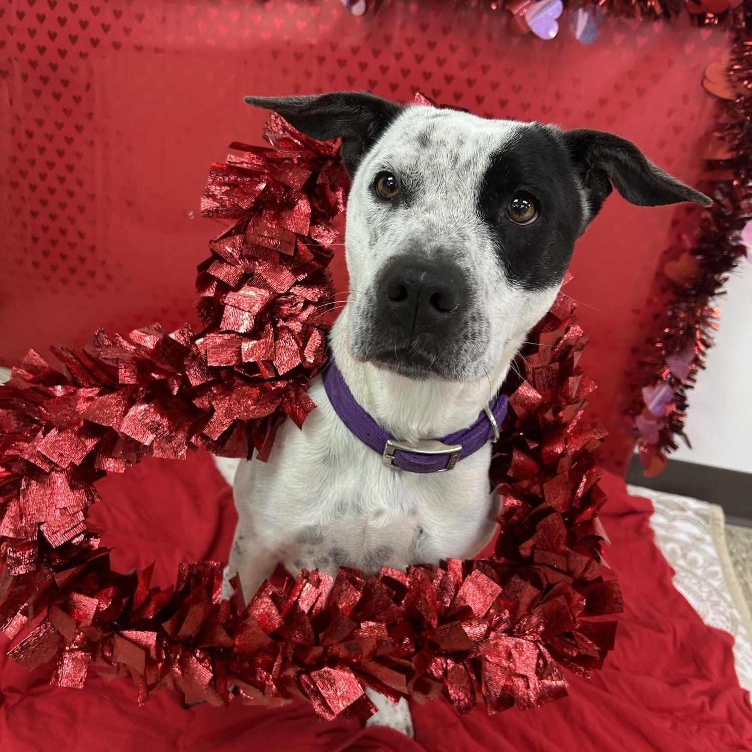 Bailey, Adoptable, Adult Female Australian Cattle Dog / Blue Heeler.