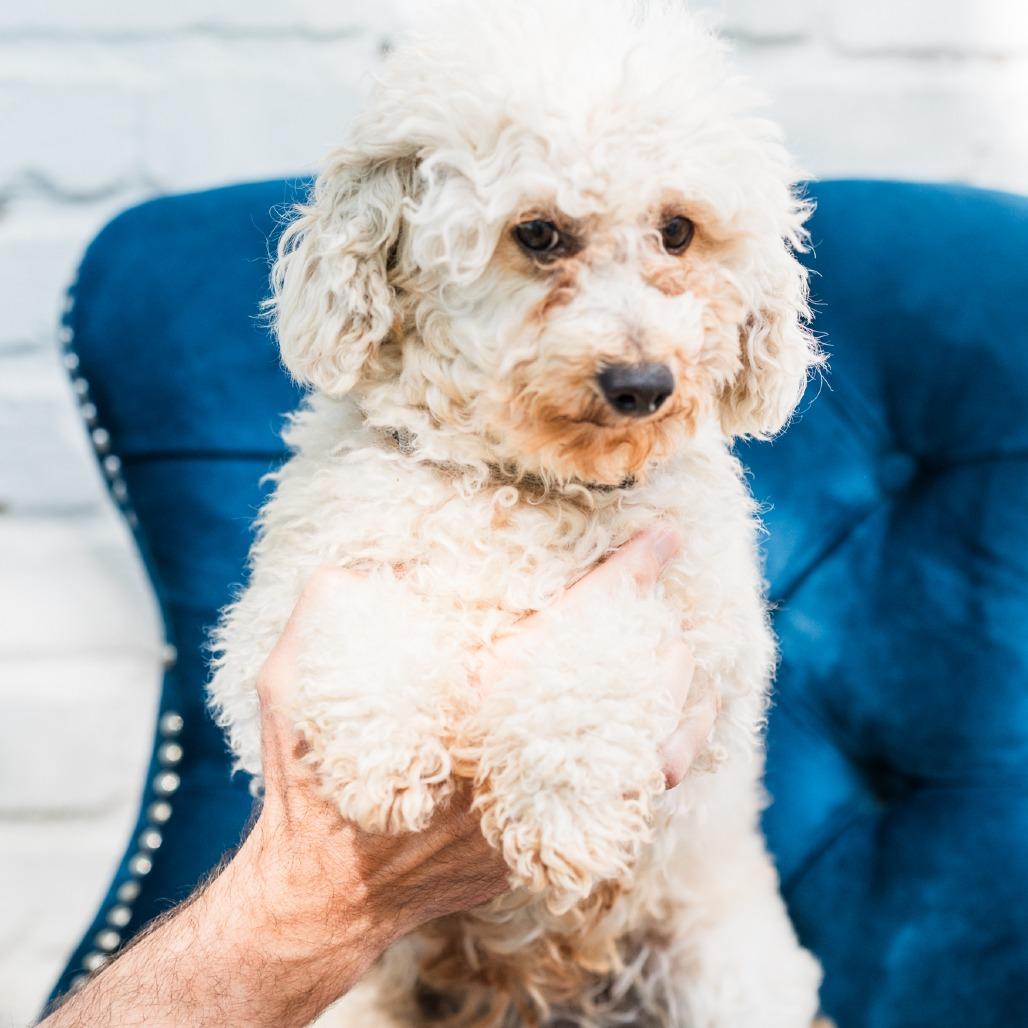 Lisa, adopted, Adult Female Miniature Poodle.