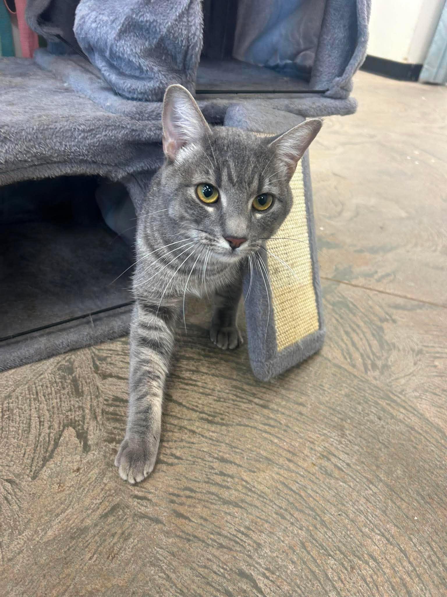 Tigs, a ADOPTABLE Domestic Short Hair in Roosevelt, UT image 2/4