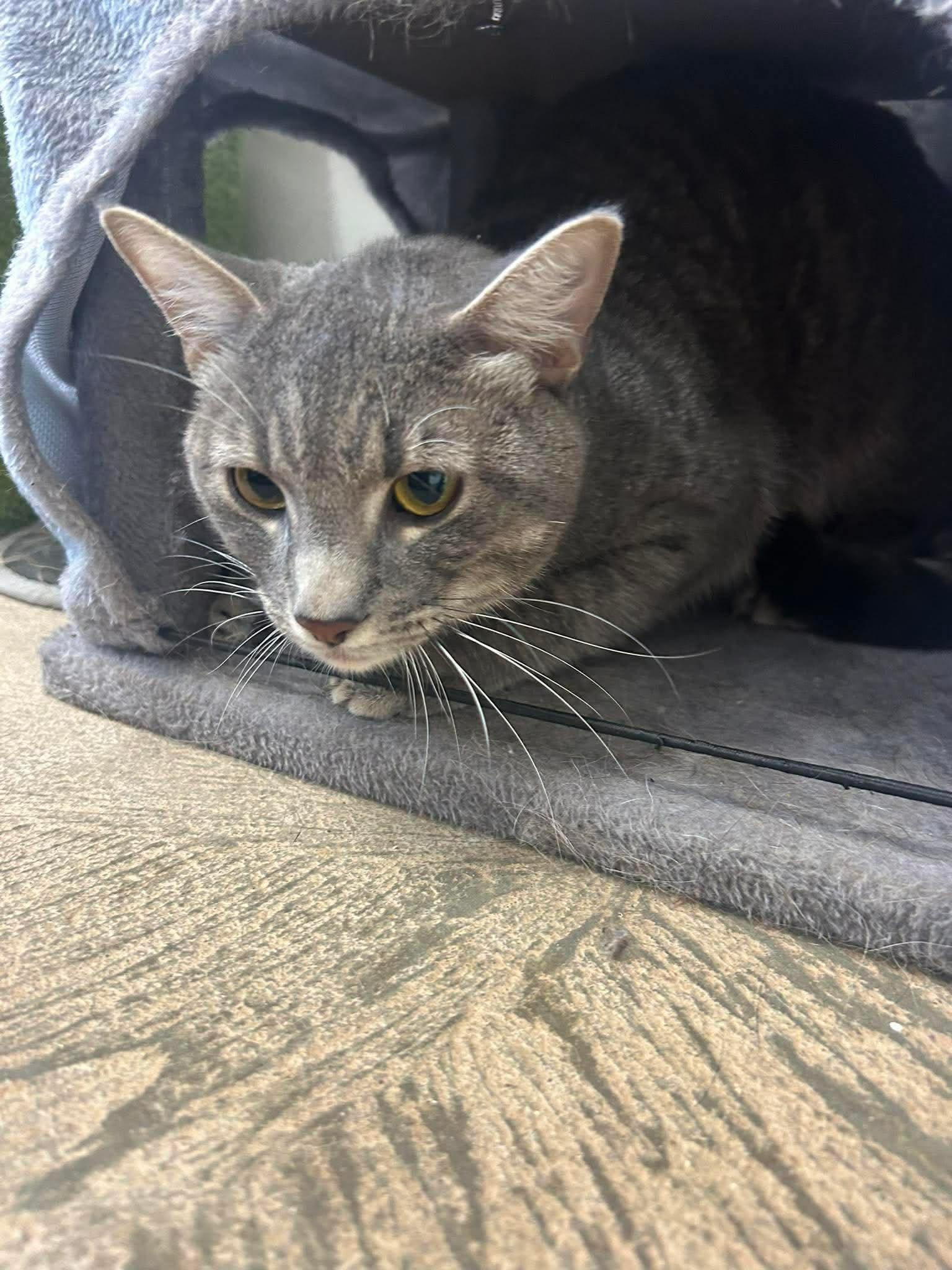 Tigs, a ADOPTABLE Domestic Short Hair in Roosevelt, UT image 3/4