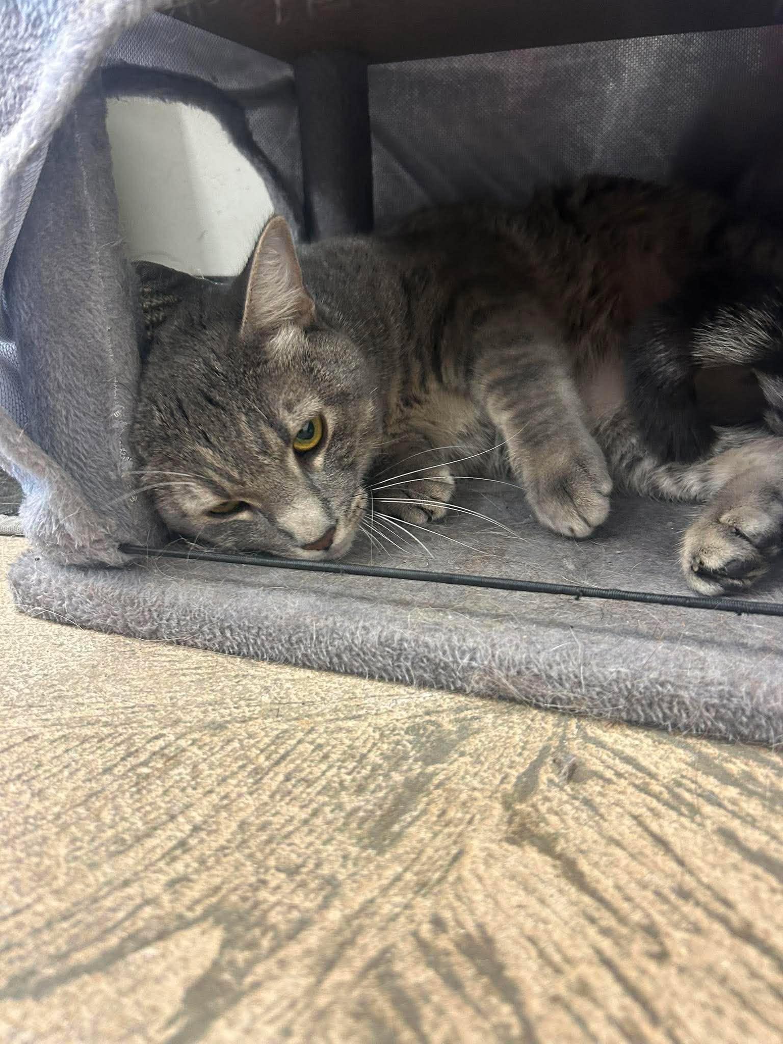 Tigs, a ADOPTABLE Domestic Short Hair in Roosevelt, UT image 4/4