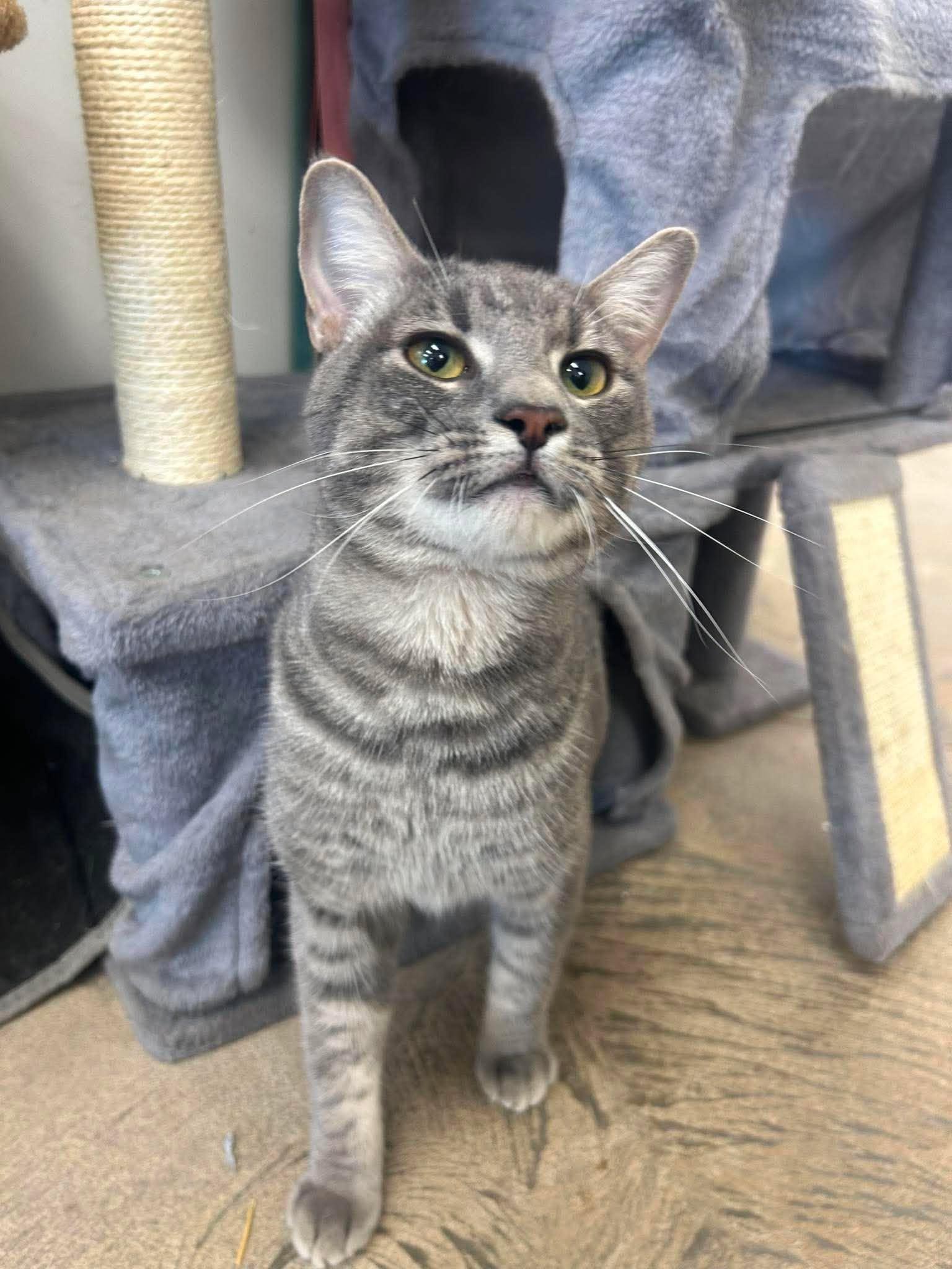 Tigs, ADOPTABLE, Adult Male Domestic Short Hair.