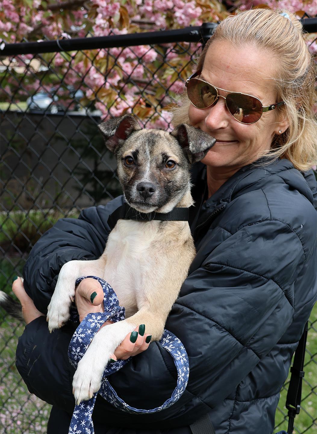 Enlarge Lilo, an adopted mixed breed in Harrison, NY image 3/4