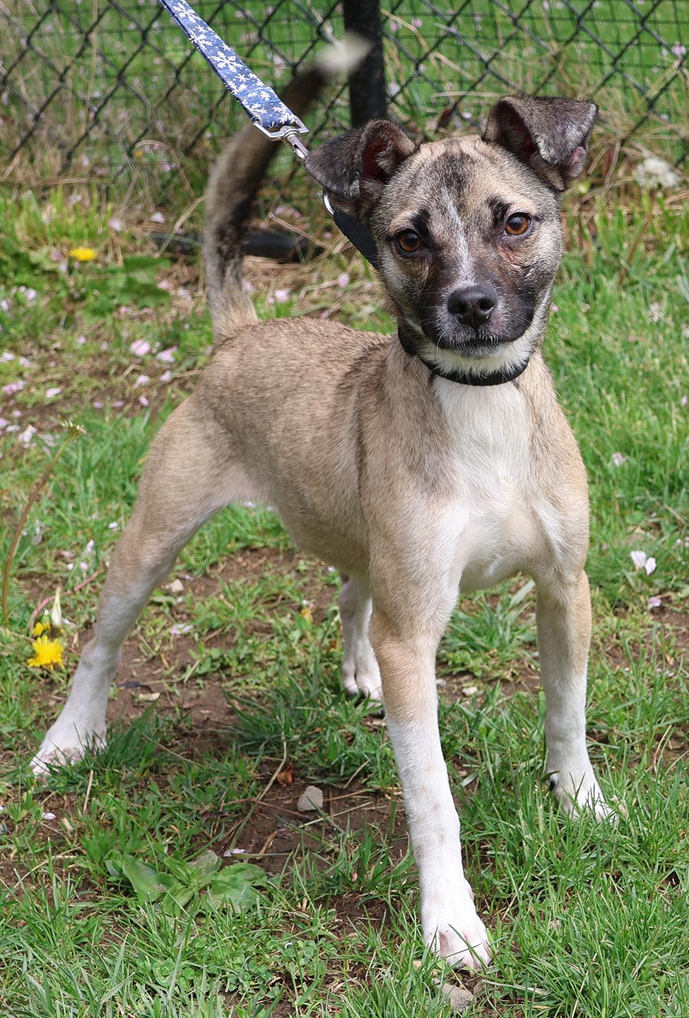 Lilo, adopted, Puppy Male Terrier.