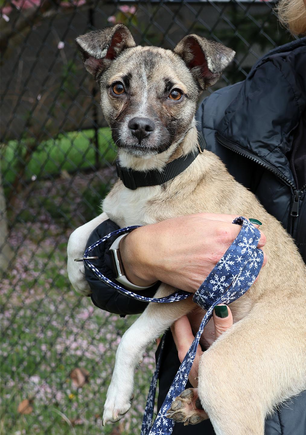 Enlarge Lilo, an adopted mixed breed in Harrison, NY image 2/4