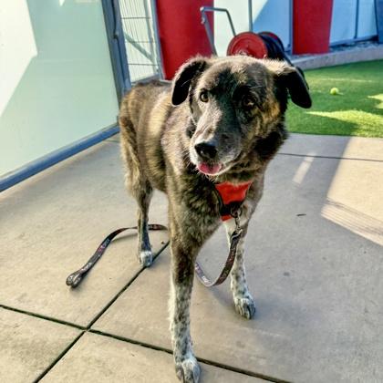 Enlarge Dottie, a Adoptable mixed breed in San Francisco, CA image 1/3
