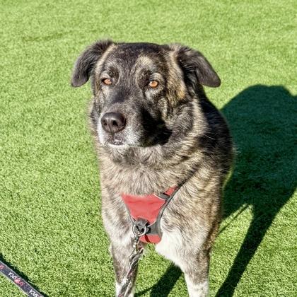 Enlarge Dottie, a Adoptable mixed breed in San Francisco, CA image 2/3