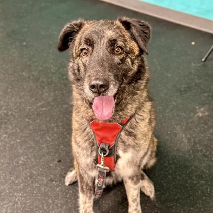 Enlarge Dottie, a Adoptable mixed breed in San Francisco, CA image 3/3