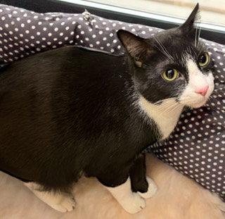 Toby, Adoptable, Adult Male American Shorthair.