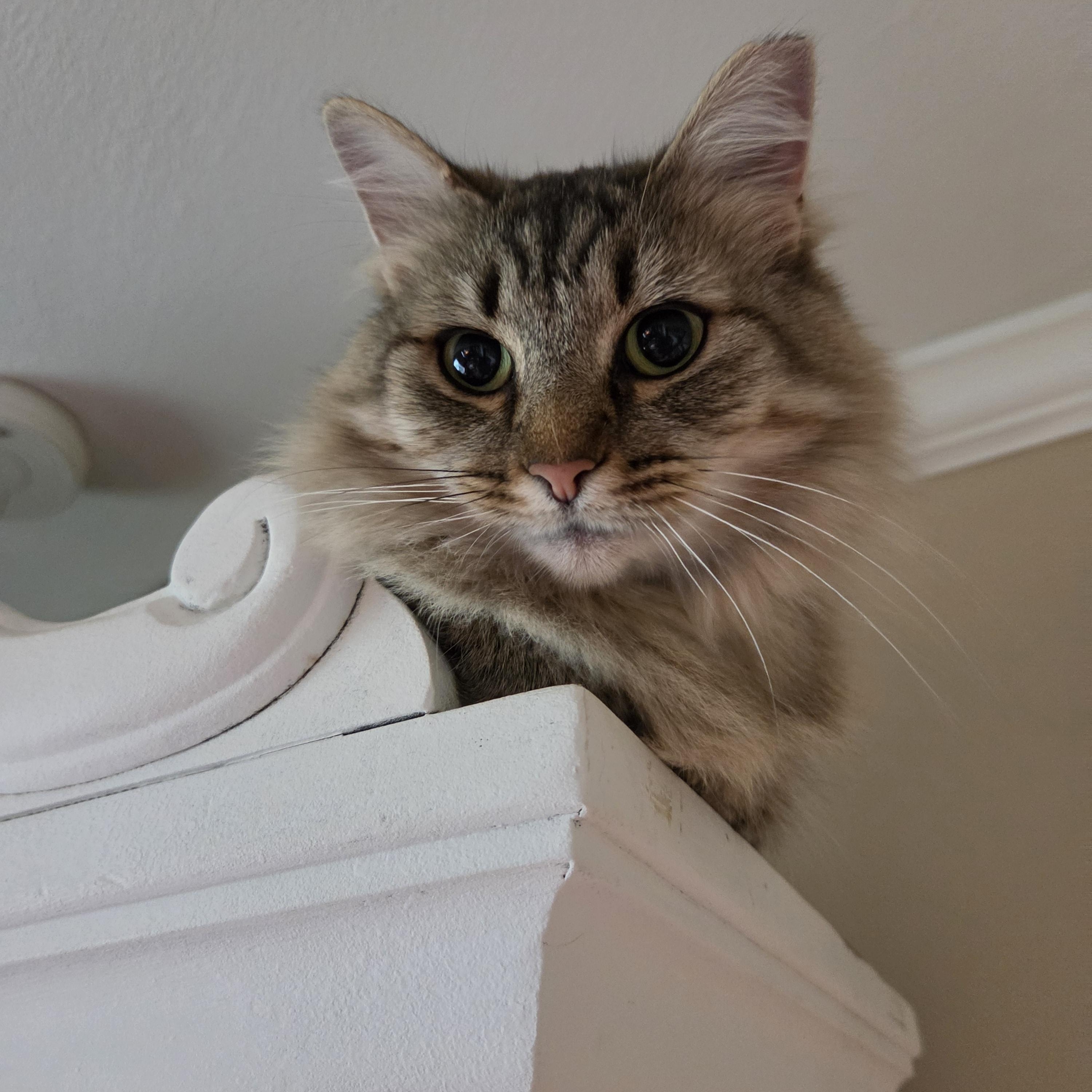 Ramona, Adoptable, Young Female Domestic Long Hair.