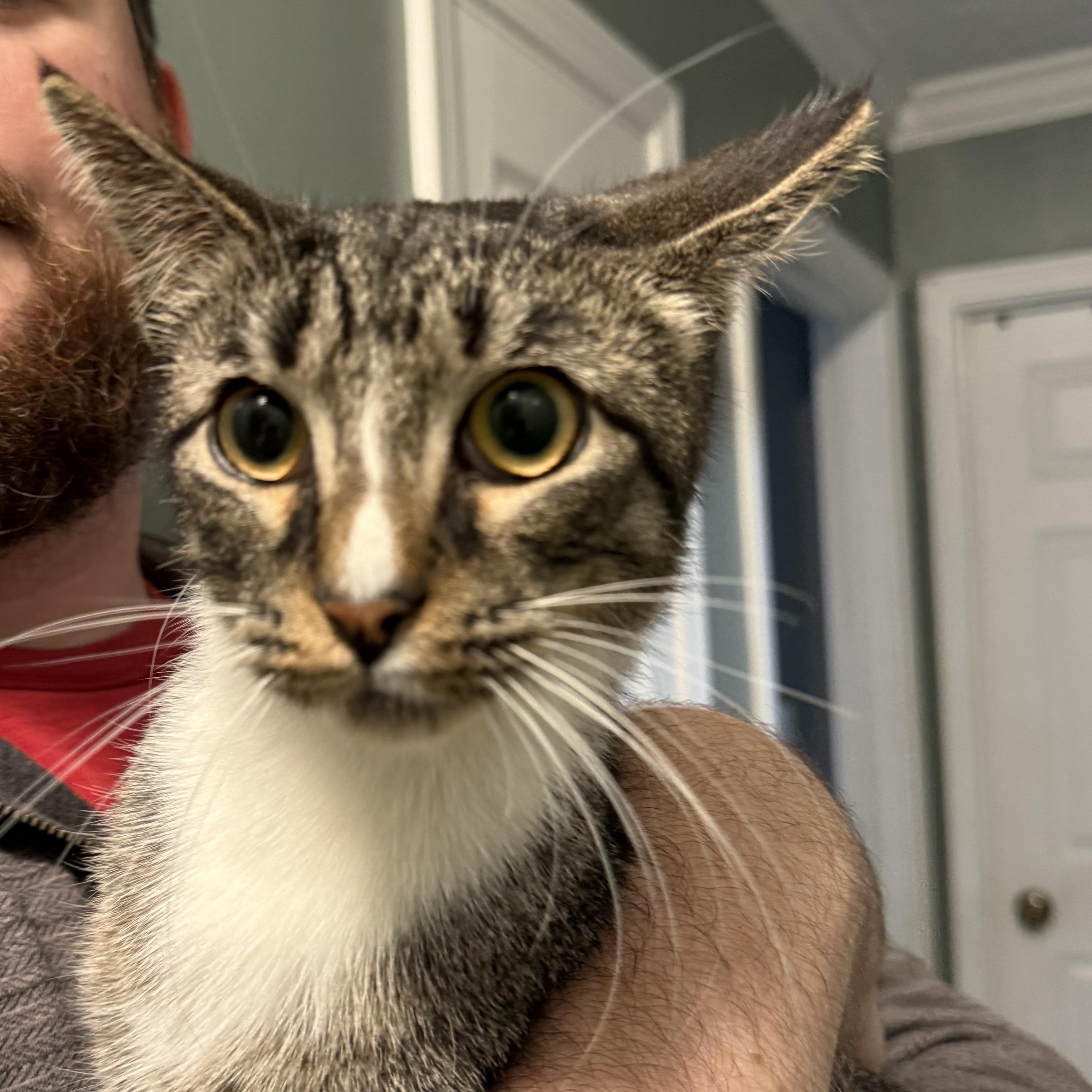 Enlarge No Bake, an adoptable Domestic Short Hair in Greenwood, IN image 4/4