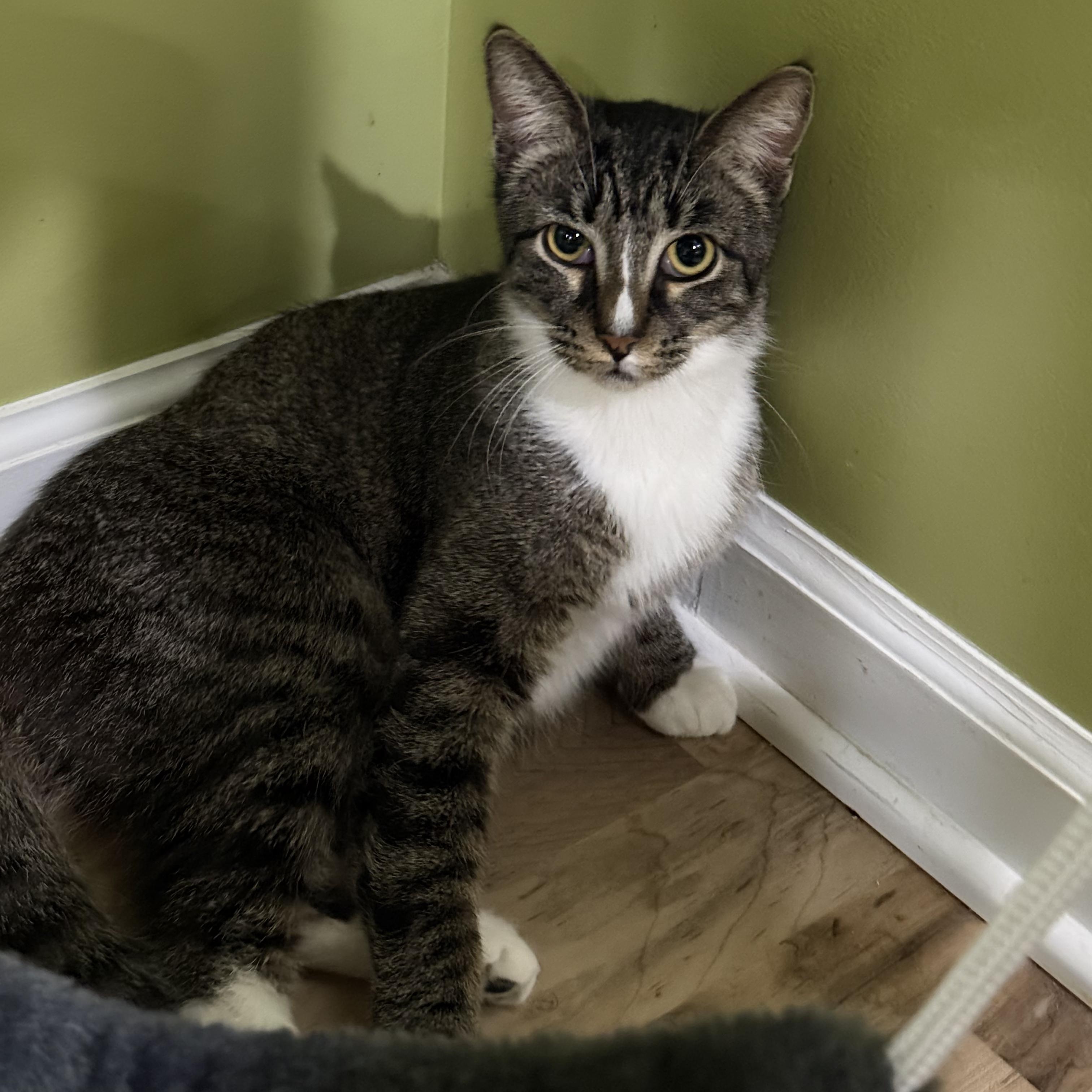 Enlarge No Bake, an adoptable Domestic Short Hair in Greenwood, IN image 1/4