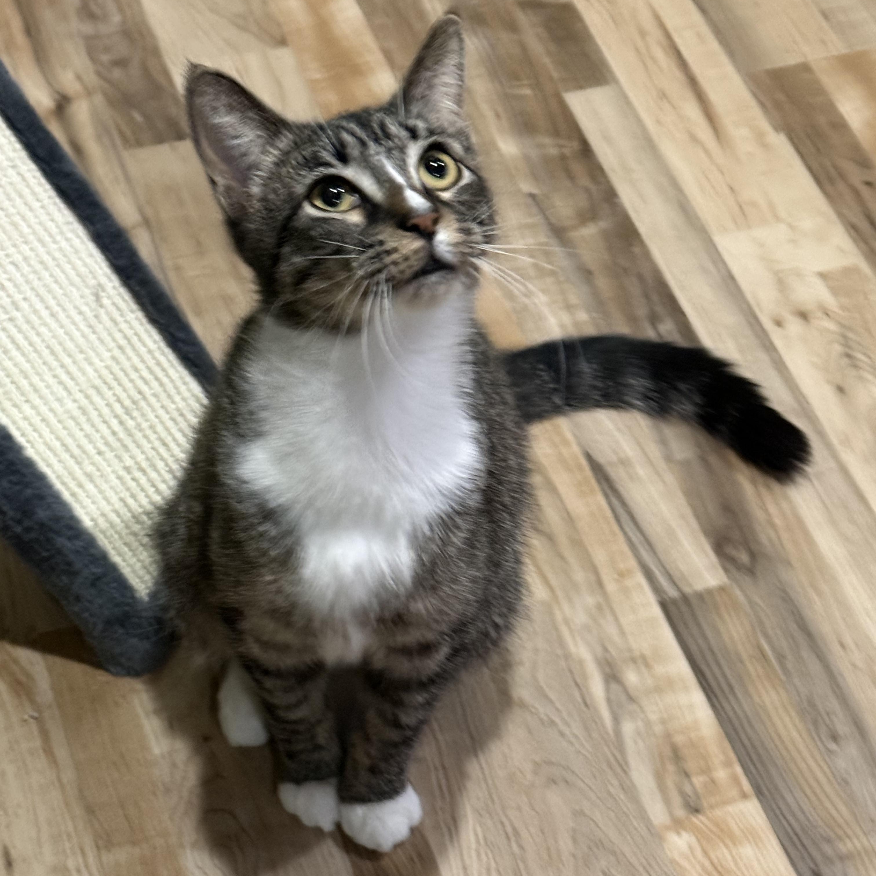 Enlarge No Bake, an adoptable Domestic Short Hair in Greenwood, IN image 3/4