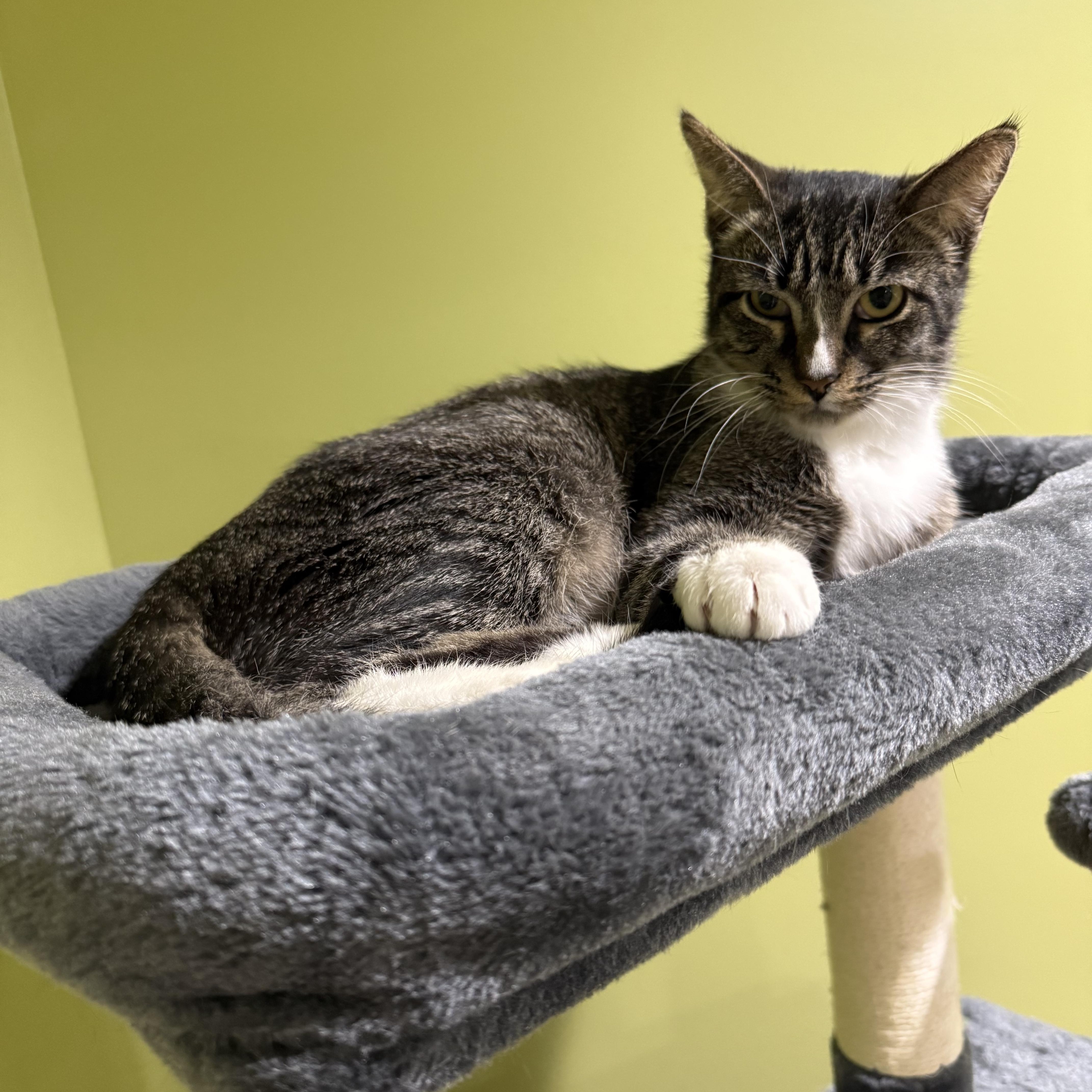 Enlarge No Bake, an adoptable Domestic Short Hair in Greenwood, IN image 2/4